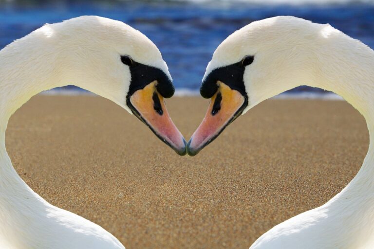 swan, heart, love-2326666.jpg